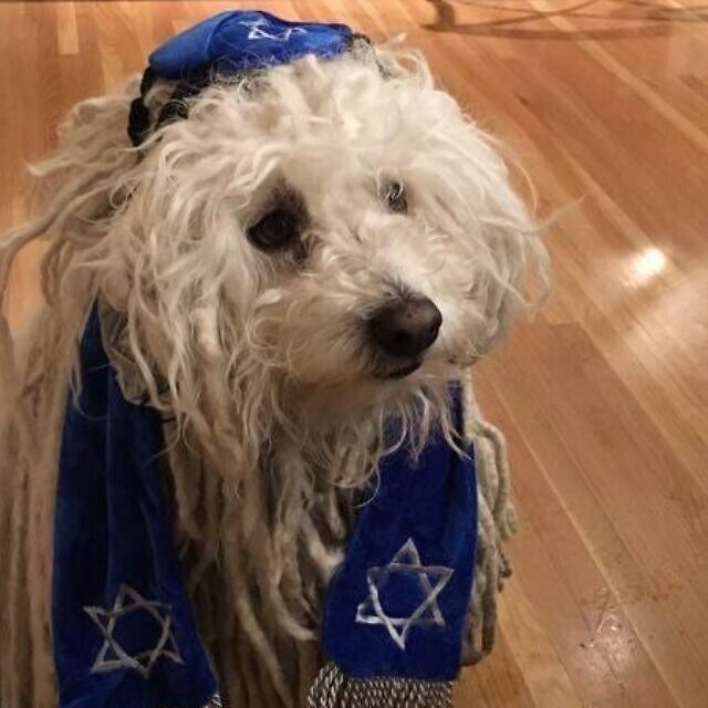 Even Mark Zuckerberg’s “Jewish” dog drew a torrent of online abuse and trolling (Source: Facebook)