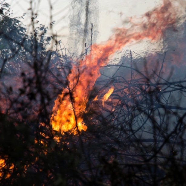 Bushfires